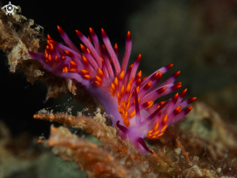 A Trinchesia sibogae | Nudibranch