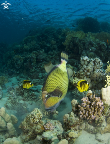 A Balistoides viridescens | Titan Triggerfish