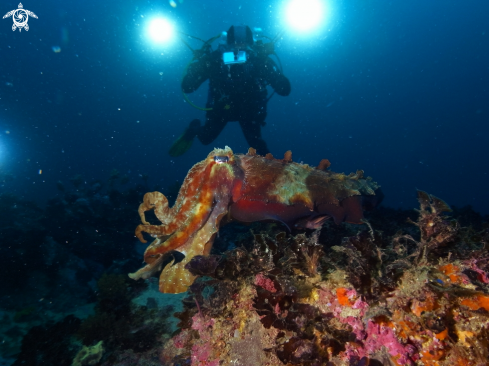 A Giant Cuttlefish