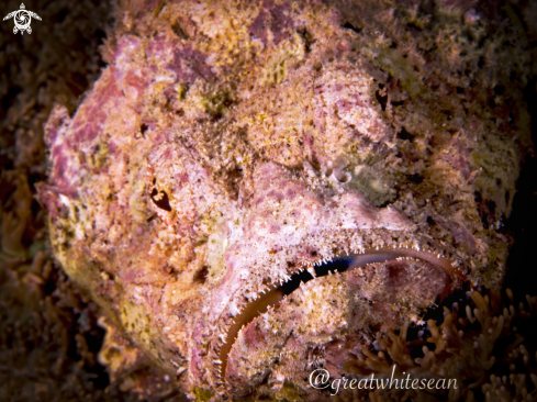 A Devil Scorpionfish