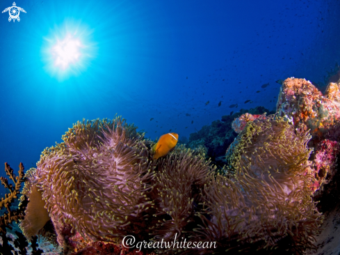 A Maldive Clownfish and Anemone