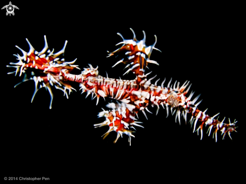 A Solenostomus paradoxus | Ornate Ghost Pipefish 