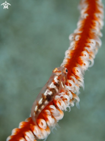 A Wire Coral Gobi