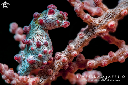 A Pigmy sea horse