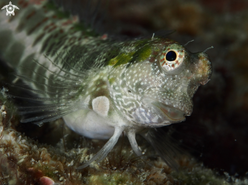 A Salarias Patzneri | Patzner's Blenny