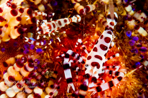 A  Coleman (Fire Urchin Shrimp) Sea Urc