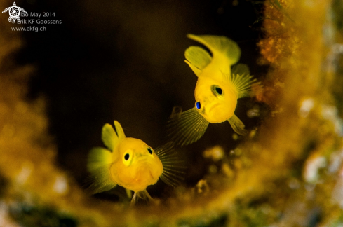 A Lubricogobius exiguus | Yellow pygmy goby 