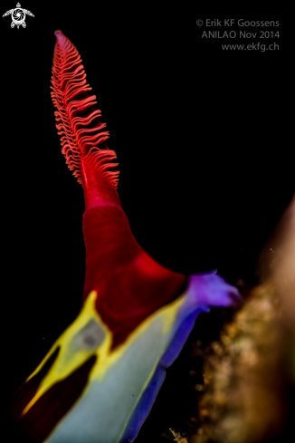 A Nembrotha chamberlaini | Rhinophore of Nembrotha chamberlaini