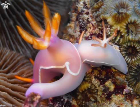 A Hypselodoris bullockii | Hypselodoris bullockii