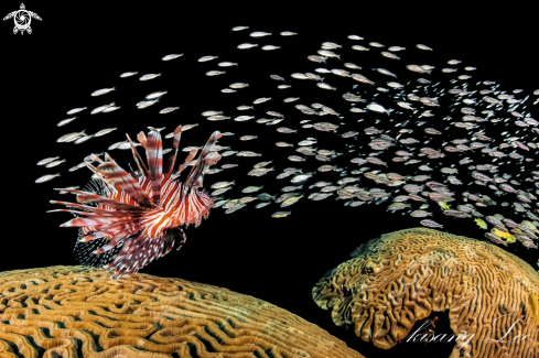 Lion fish and small fish
