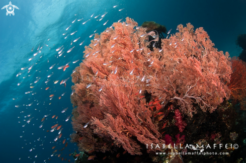 A reef landscape