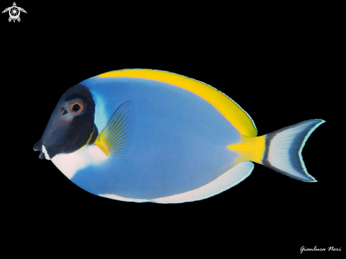 A Blue surgeonfish