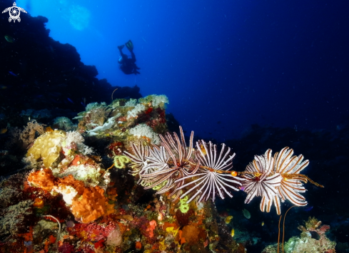 A Safari Reef - Tufi PNG