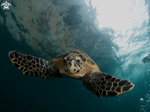 A Green Turtle