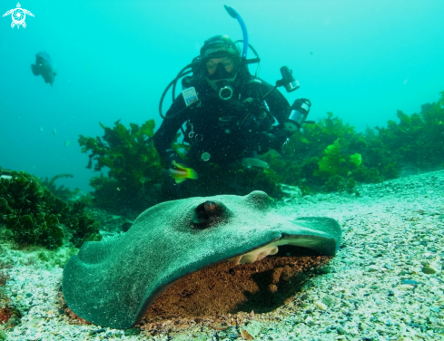 A Sting Ray