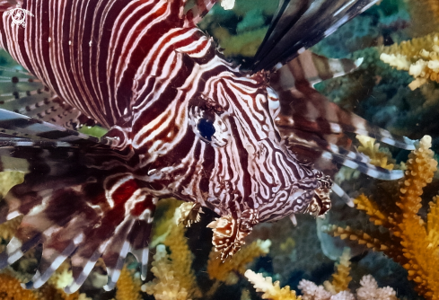 A Lion Fish