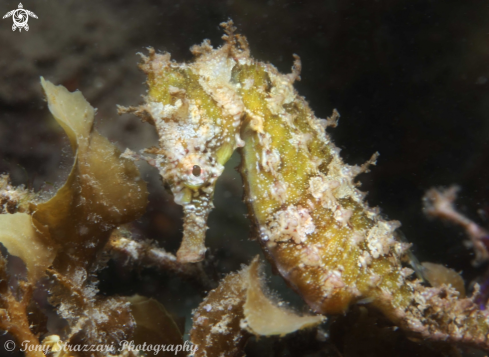 A Hippocampus whitei | White's seahorse