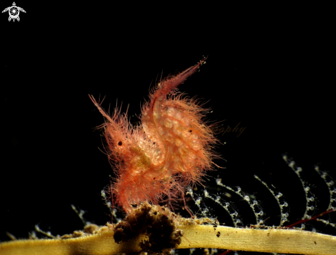 A hairy shrimp