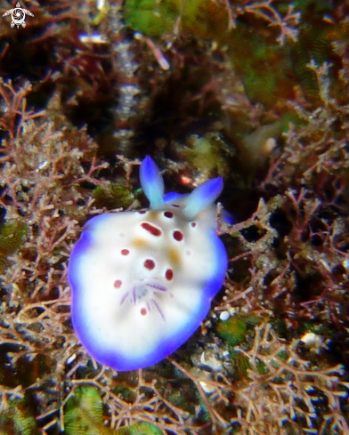 A Chromodoris cavae