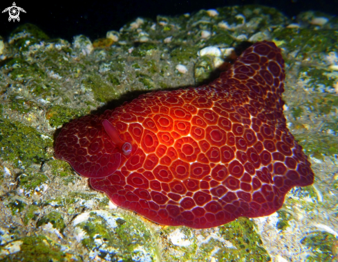 A Pleurobranchus grandis