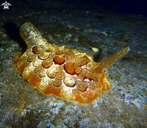 A Pleurobranchus forskalii 