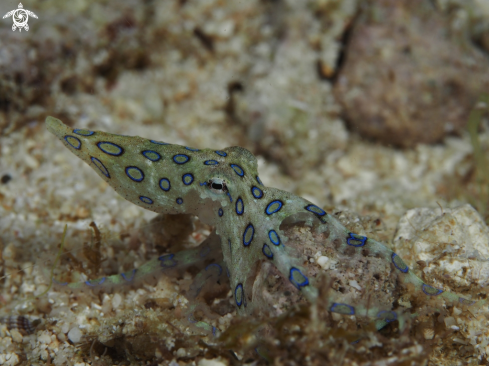 A Blue Ringed Octopus