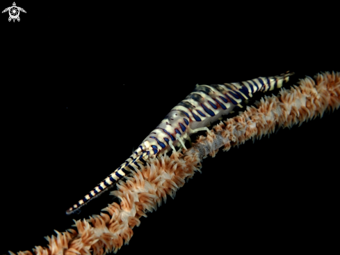 A Tozeuma armatum | Sawblade Shrimp 