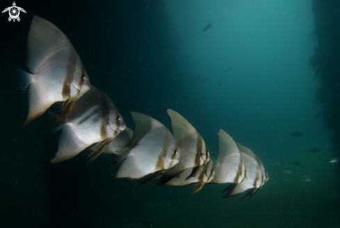 A Platax orbicularis | Junior Round Batfish