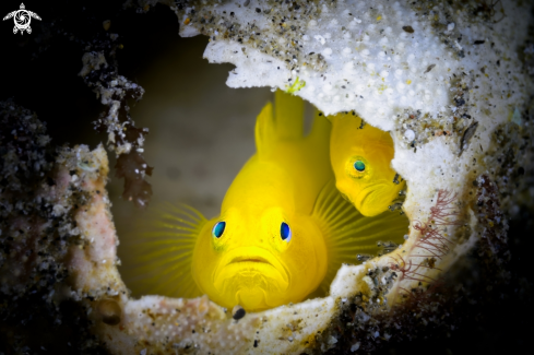 A Yellow Pygmy Goby