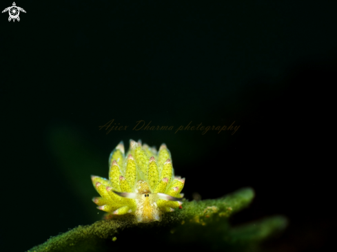 A costasiella kuroshimae