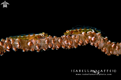 A Coral goby