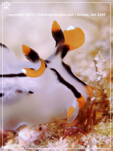 A Thecacera picta | Pikachu nudi