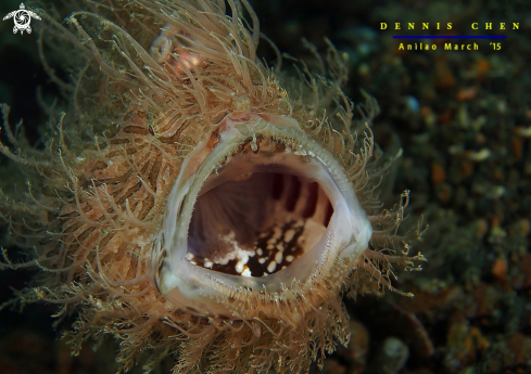 A Hairy Frogfish