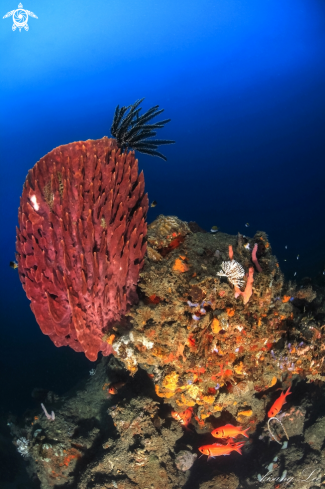 A Jar corals and crinoids