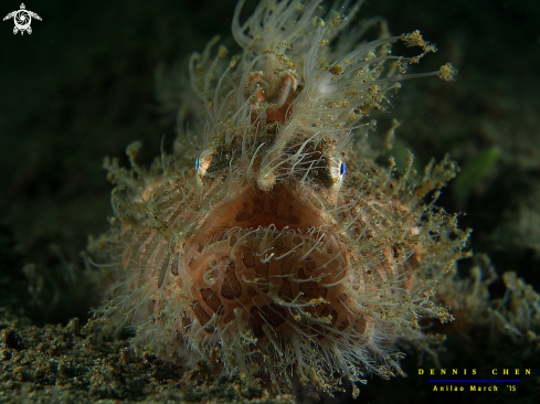 A Hairy Frogfish