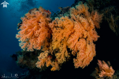 A soft coral