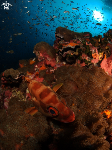 A Blacktip Grouper