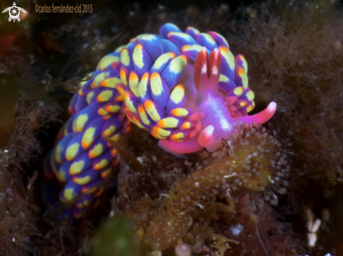 A Nudibranch. Babakina anadoni | Babakina anadoni