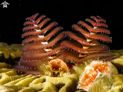 A Xmastree worm