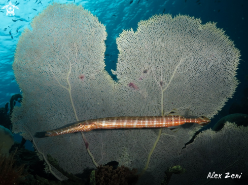 A Trumpet fish