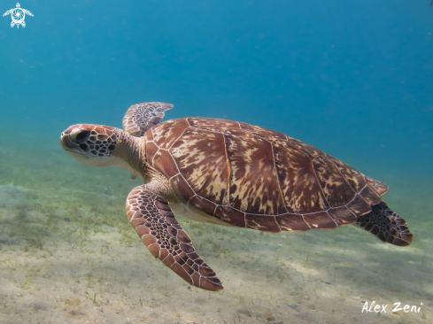 A Green Turtle