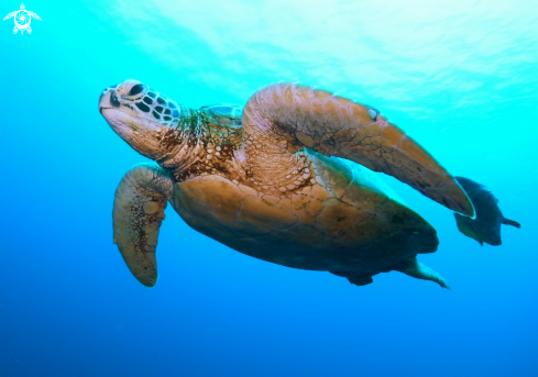 A Eretmochelys imbricata | Hawks Bill Turtle