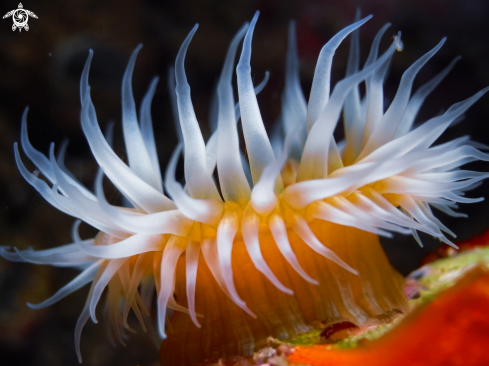 A Sea Anemone