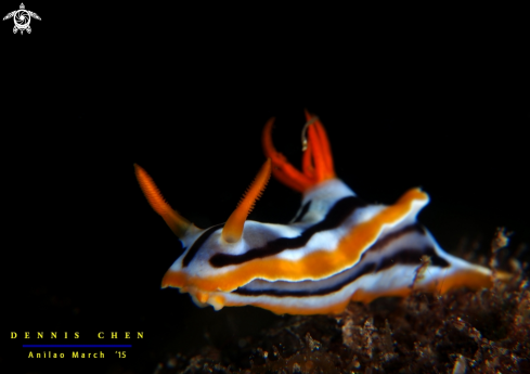 A Nudi