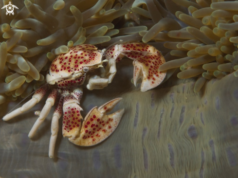 A Neopetrolisthes maculatus | Porcelain Crab