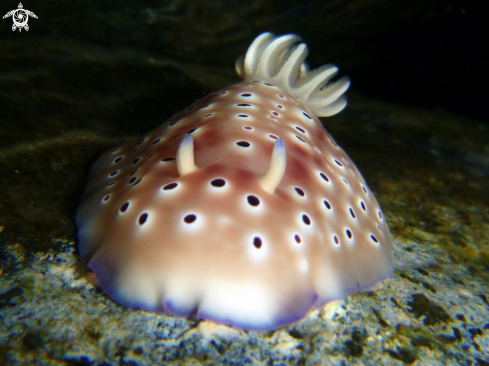 A Chromodoris cavae