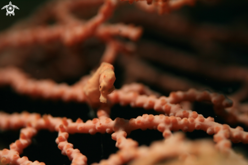 A Hippocampus denise | Pigmy Sea Horse Denise