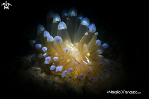 A Janolus Cristatus | Nudibranch