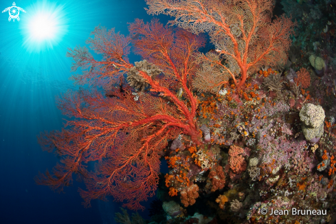 A Soft coral