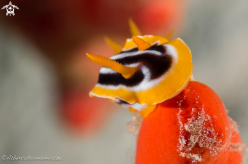 A Chromodoris quadricolor